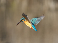 ホバ 40-2（嫁候補）