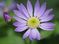 玄関から5mの世界（花） シオン