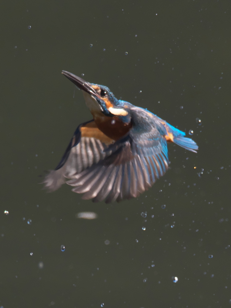 浮上 178-3（父親）