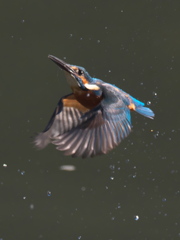 浮上 178-3（父親）