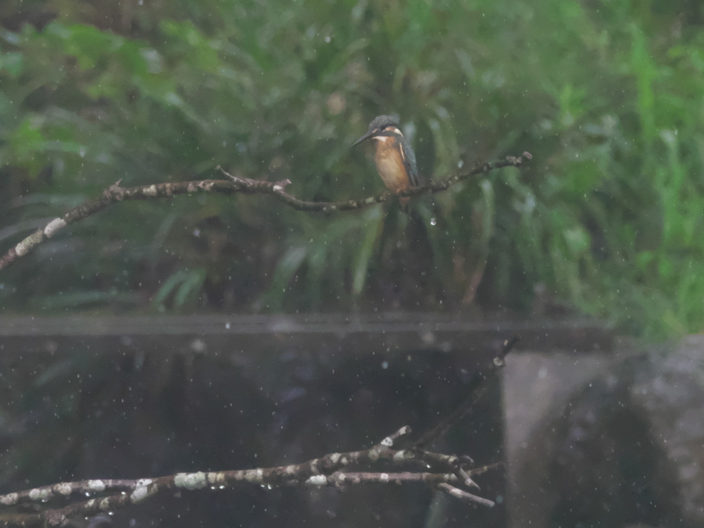 止り木 3-1（子 雨の中に父親の目を掠めて）