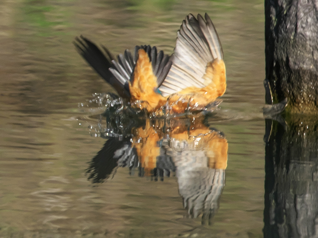 ダイブ 16（父親 新種の蝶？）