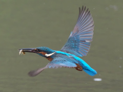 お魚獲れたよ 24（父親）