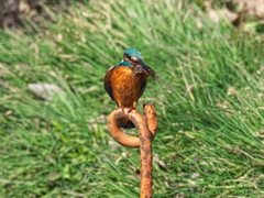 止り木 160（父親）