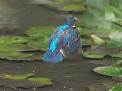 浮上 56-2（父親 エビ獲れたよ）