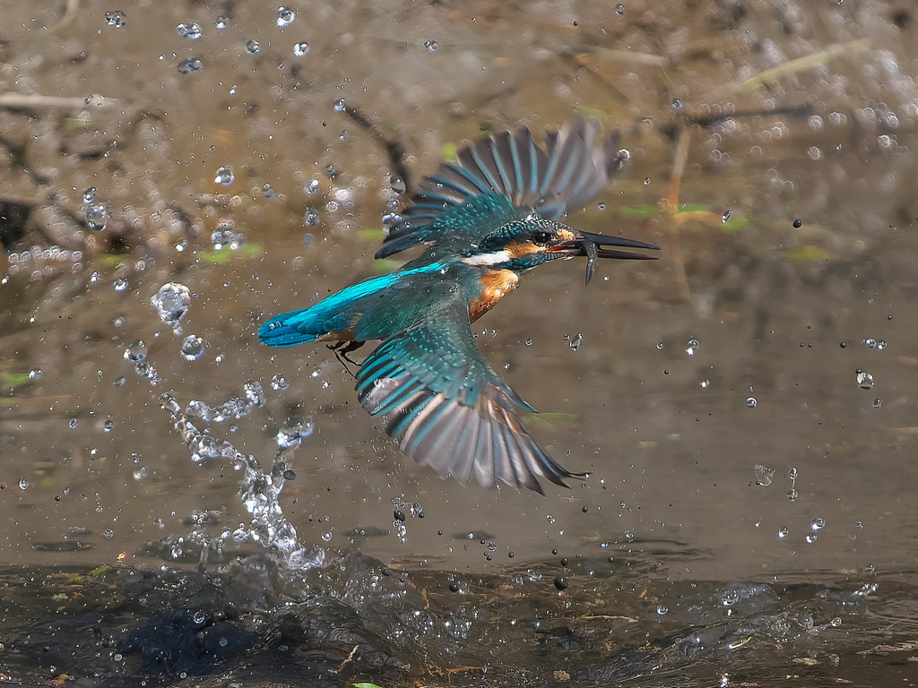 浮上 1414-2（泥が多い場所）