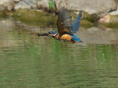 エビ獲れたよ 44