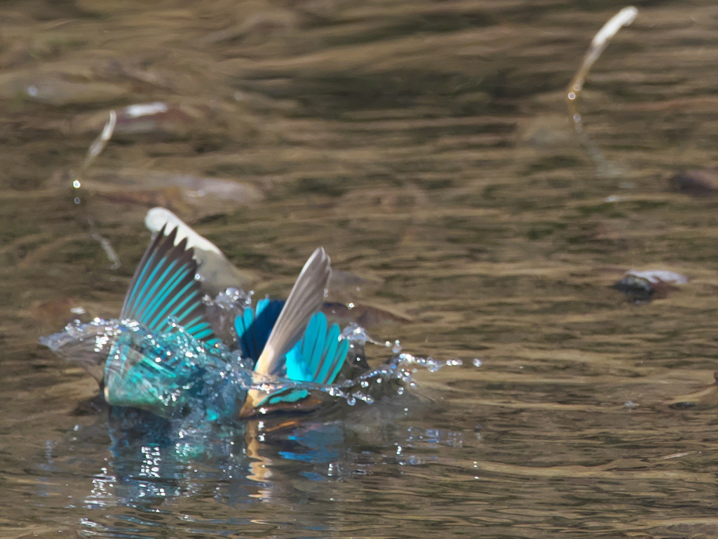 飛び込みシーケンス 29-6（父親）