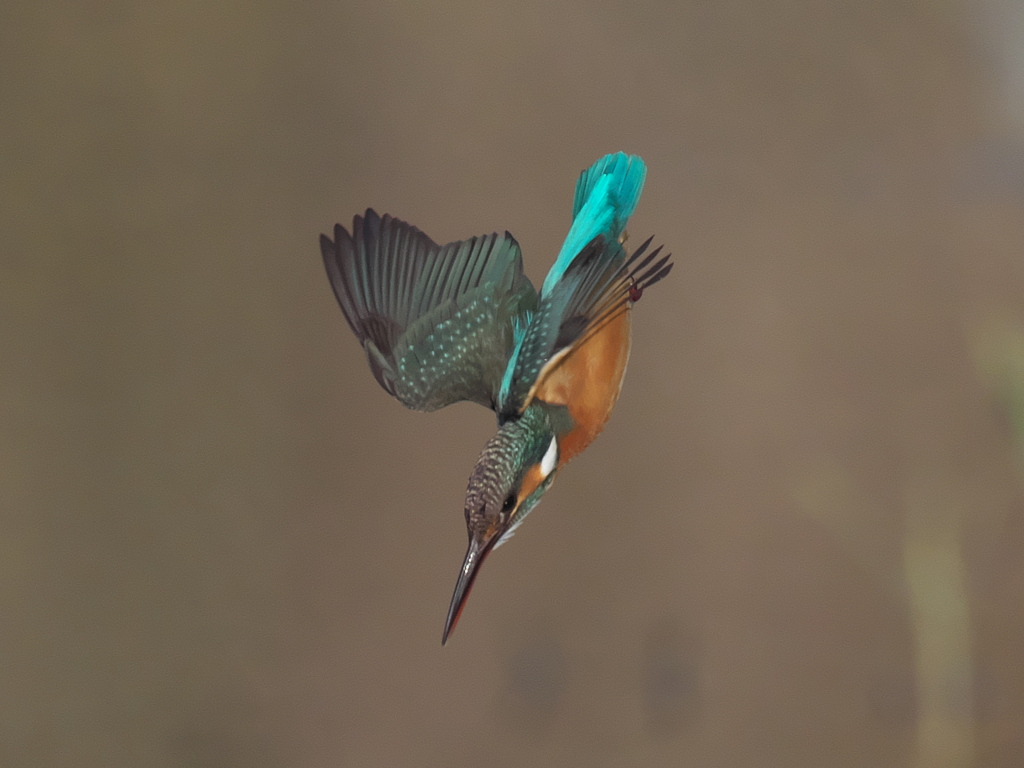 ロックオン 12-1（嫁候補）