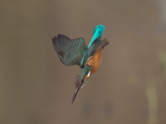 ロックオン 12-1（嫁候補）