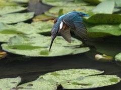 飛び込みシーケンス 2-1