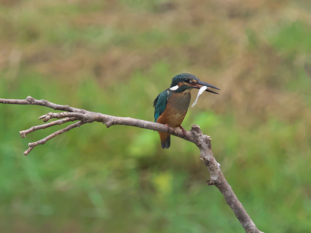 止り木 17（黒い若雄）