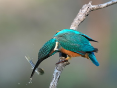 お魚獲れたよ 57-2