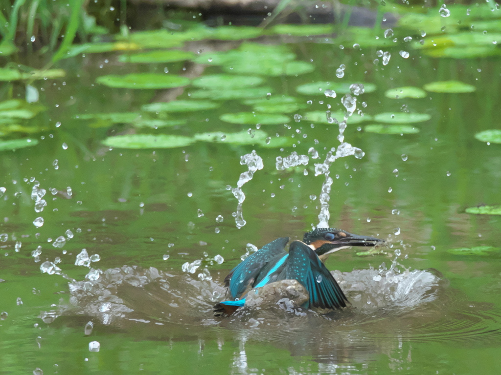 浮上 44-1（雛 エビ獲れたけど只今修業中）