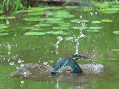 浮上 44-1（雛 エビ獲れたけど只今修業中）