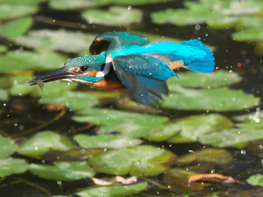 水平飛行 13（父親）