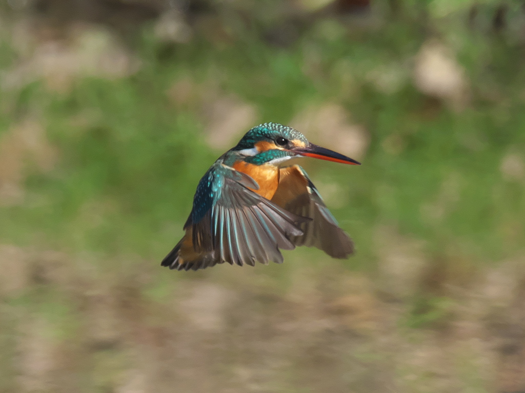 ホバ 33（嫁候補）