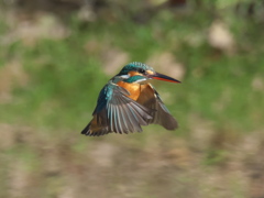 ホバ 33（嫁候補）