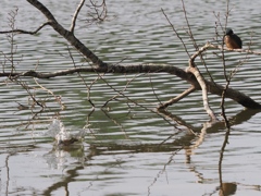 若兄弟に見守られてダイブ３