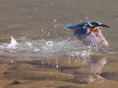 浮上 260-2（父親）