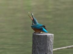 止り木 56（父親）