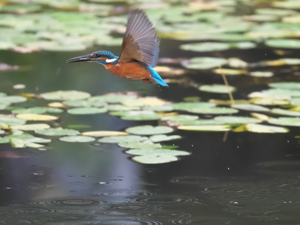 エビ獲れたよ 57