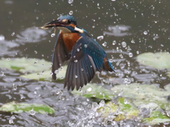 浮上 206（父親）