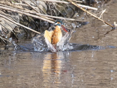 浮上 431（嫁候補）