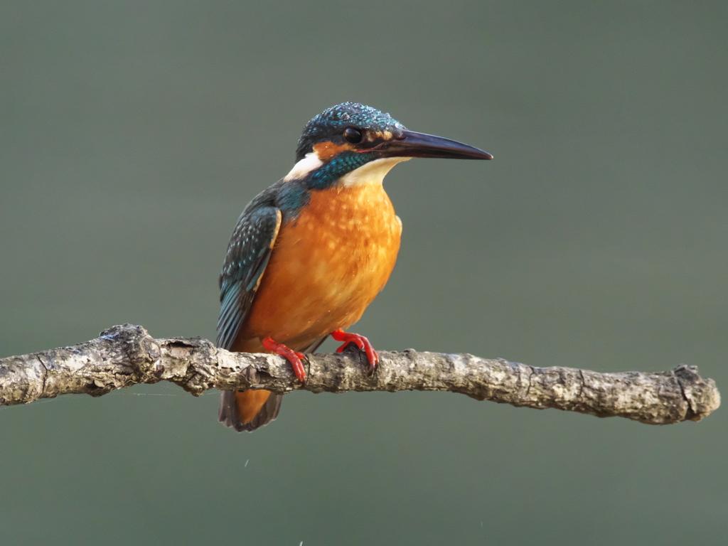 止り木 157（父親）