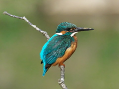 止り木 180（父親）