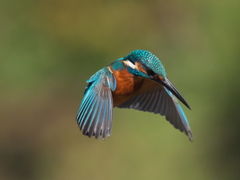 ホバ 21-3（父親）