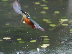 浮上 449-2（父親）