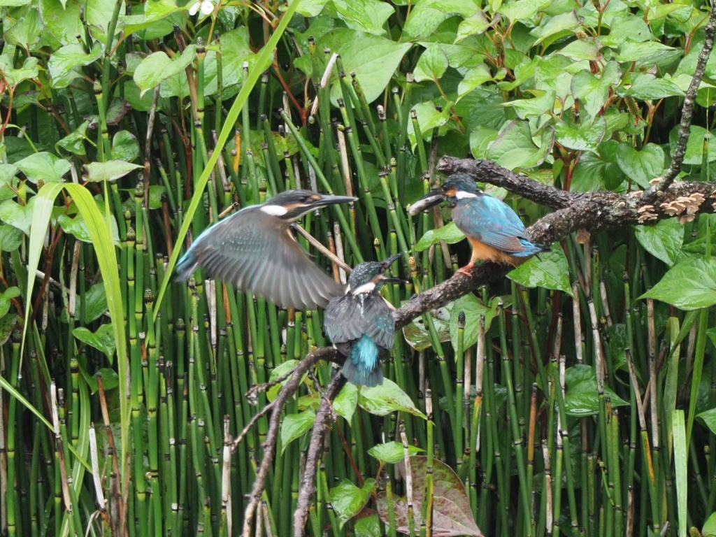 給餌 1-1（お父ちゃん来たあ！）