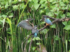 給餌 1-1（お父ちゃん来たあ！）