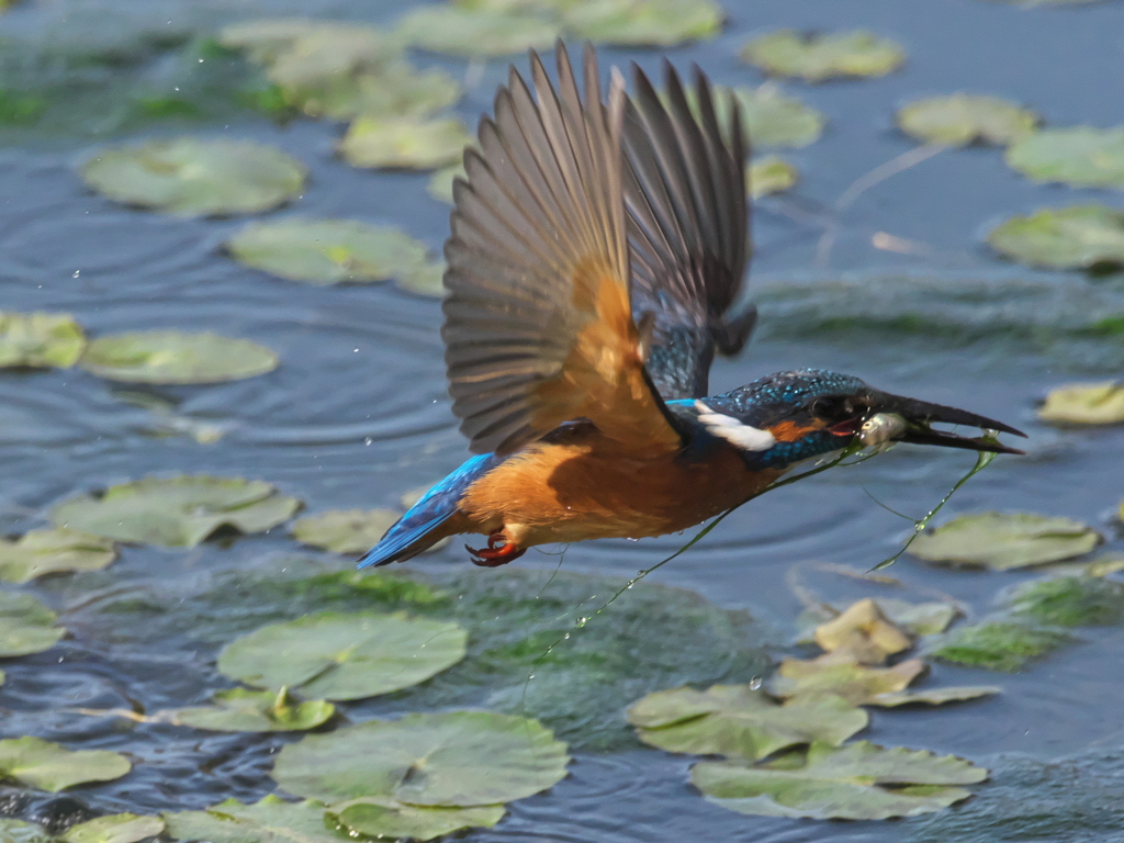 浮上 476（父親）