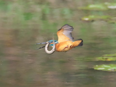 浮上 119-7（父親 ドジョウ獲れたけど）