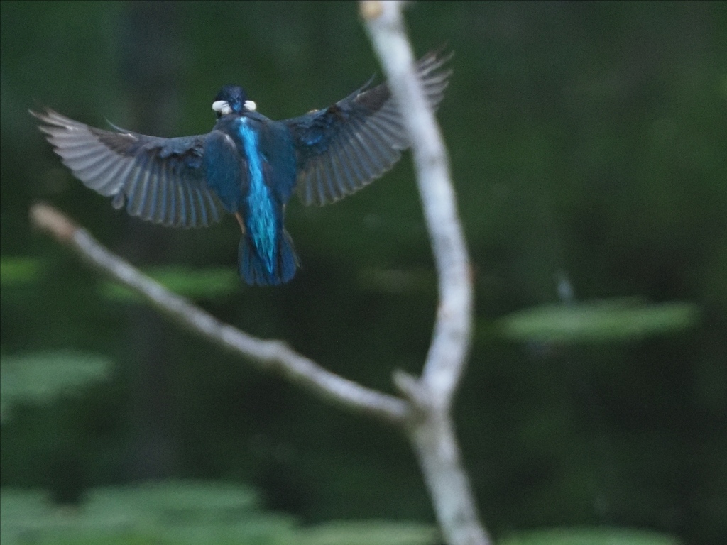ホバ 2-1(とまり木の向こう側で)