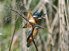 止り木 409-2 止り木 409-2