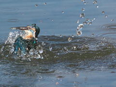 浮上 390（父親）