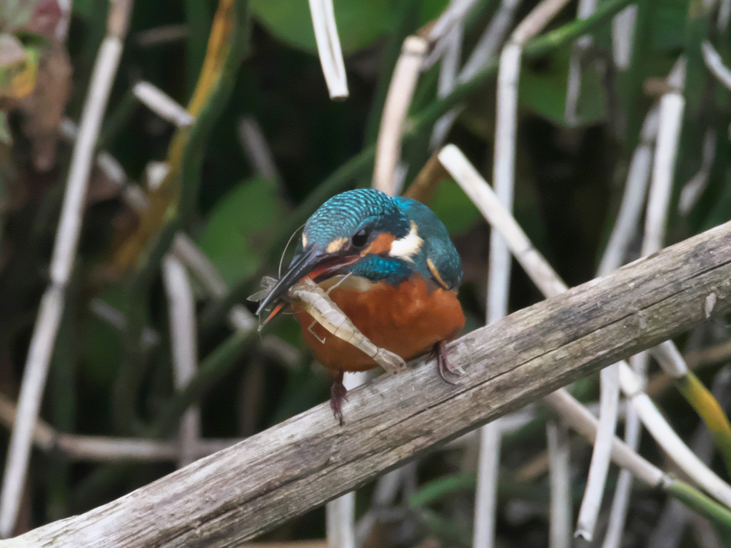 止り木 74（嫁候補）