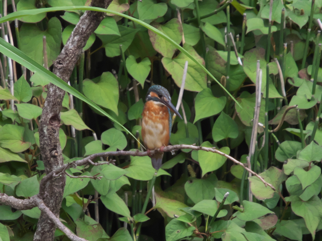 止り木 12（嫁候補？）