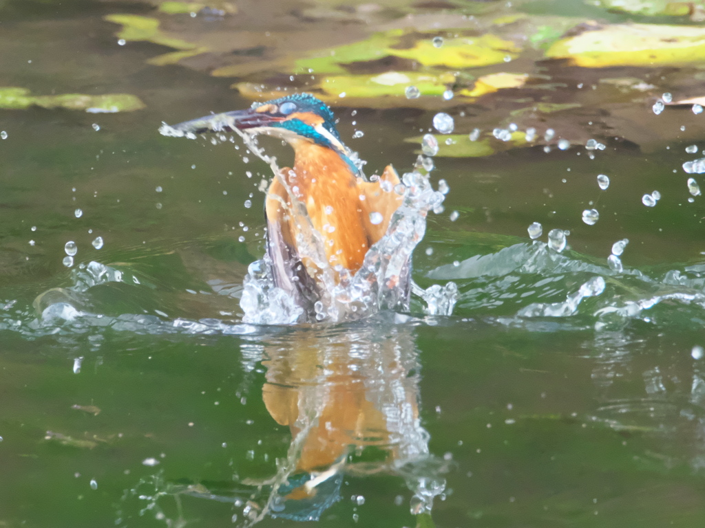 浮上 144-1（父親）