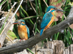 止り木 337（雄と雌）