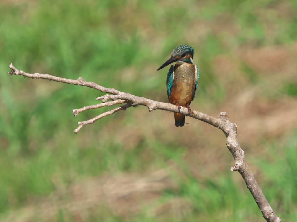 止り木 24（黒い若雄）