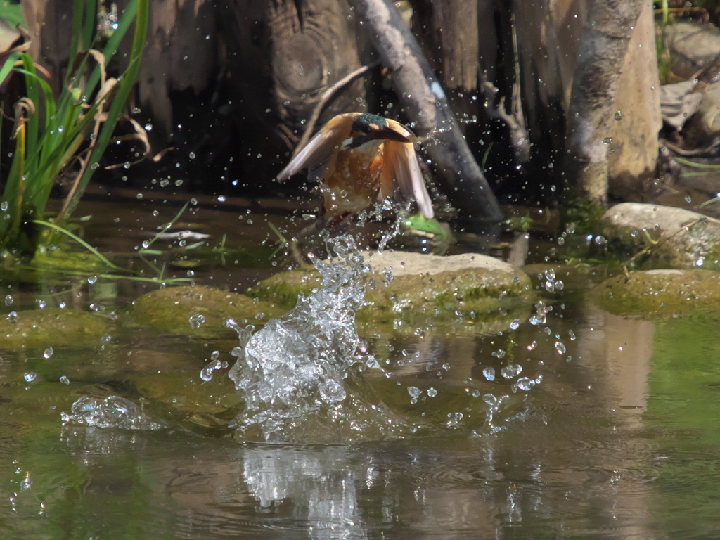 浮上 67-2（嫁候補？）