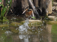 浮上 67-2（嫁候補？）
