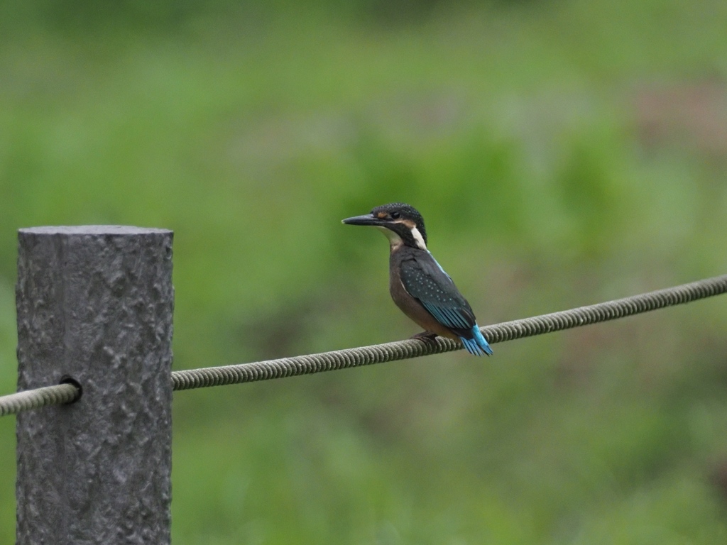 雛 4（あれ？お父ちゃんどこか行っちゃった！）