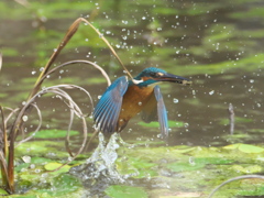 浮上 147-1（父親）