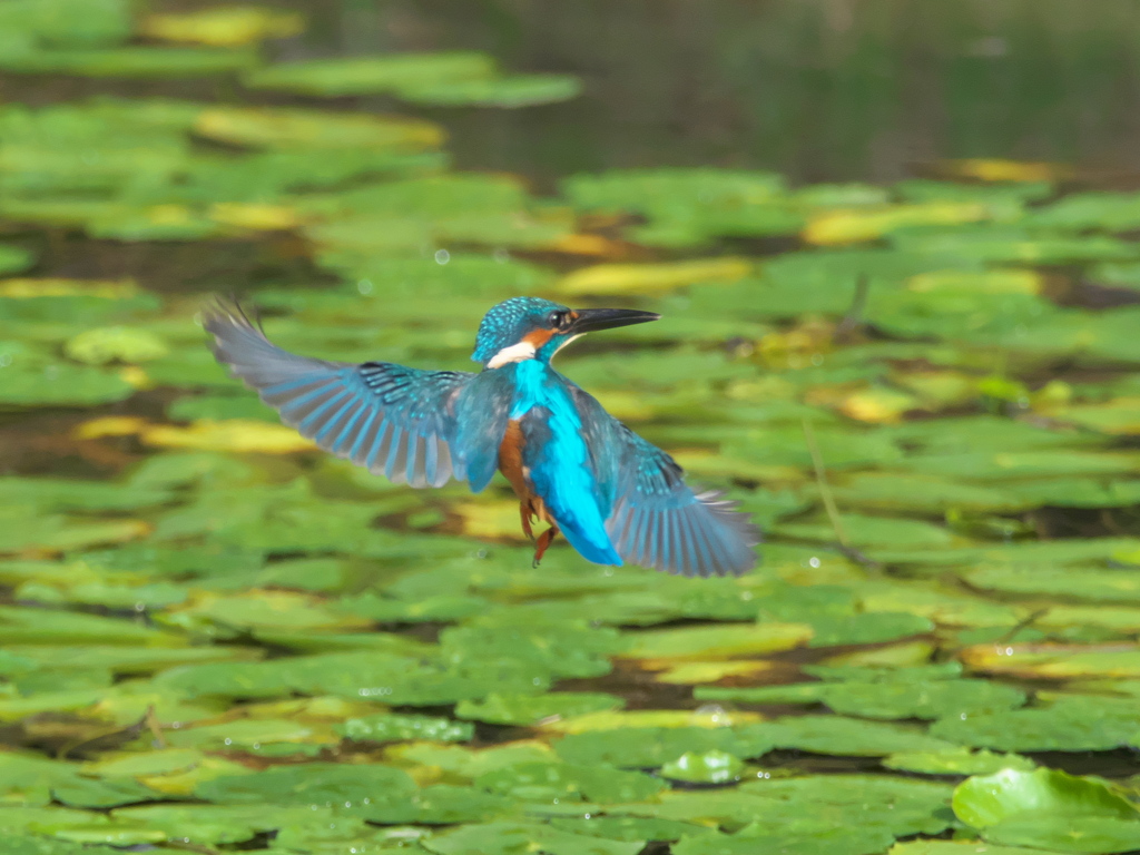 華麗なるターン 4-1（父親）