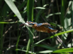 お魚獲れたよ 69